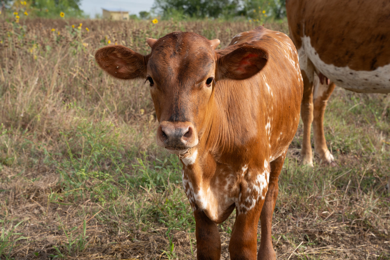 Martindale Vacation Rental