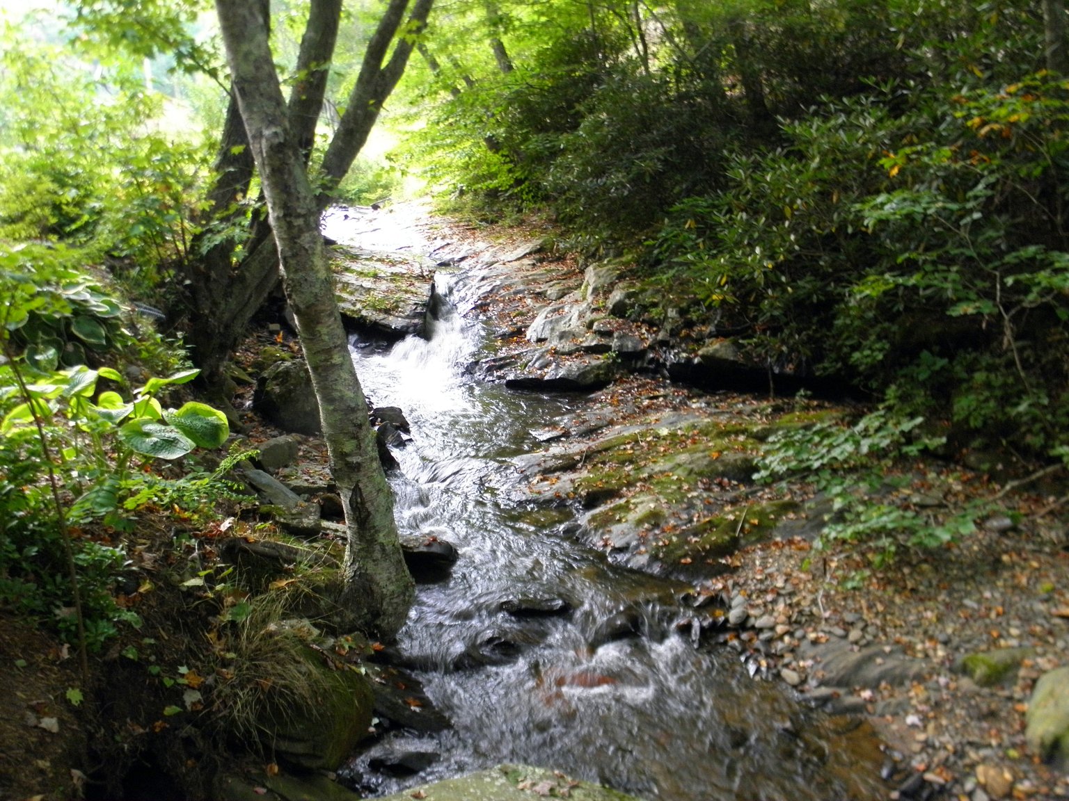 Todd Vacation Rental