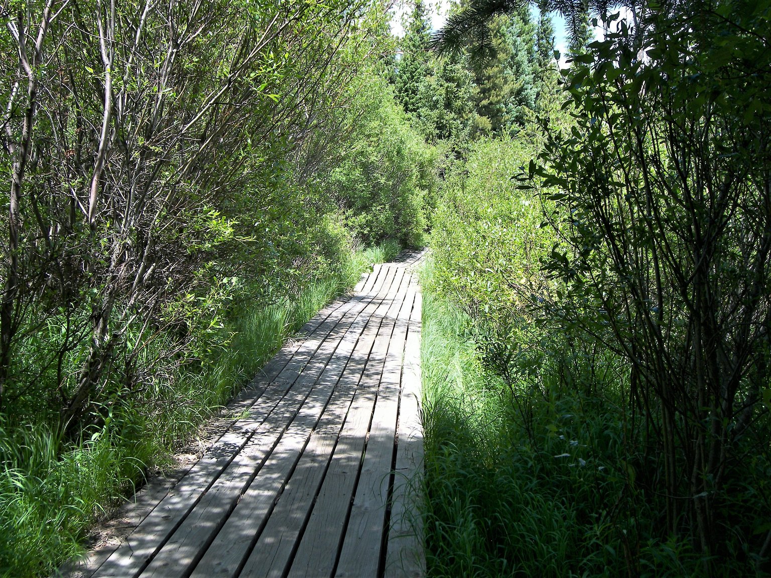 Wildernest Vacation Rental