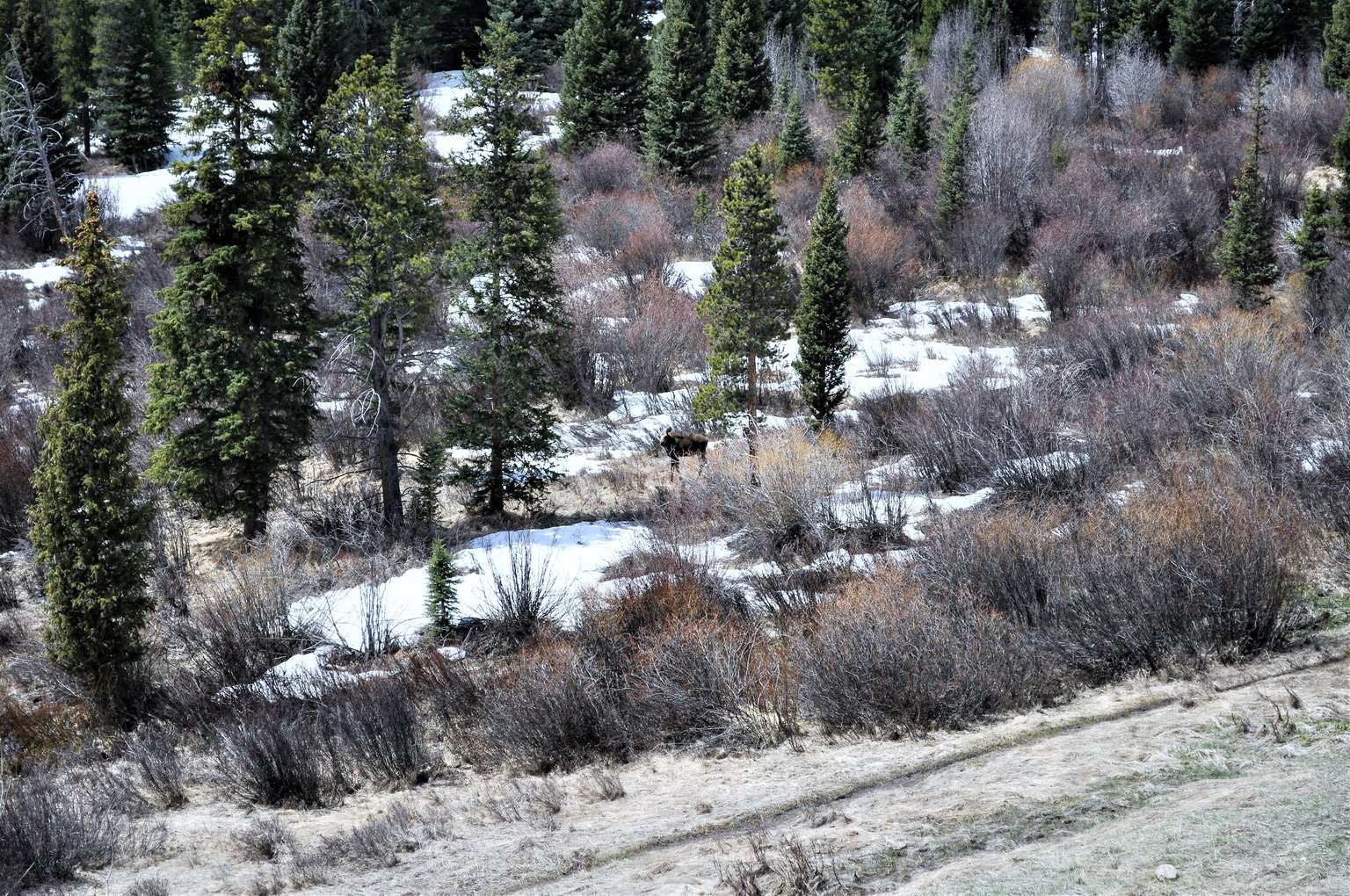 Wildernest Vacation Rental