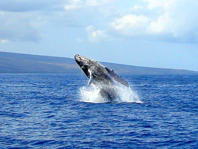 Kihei Vacation Rental