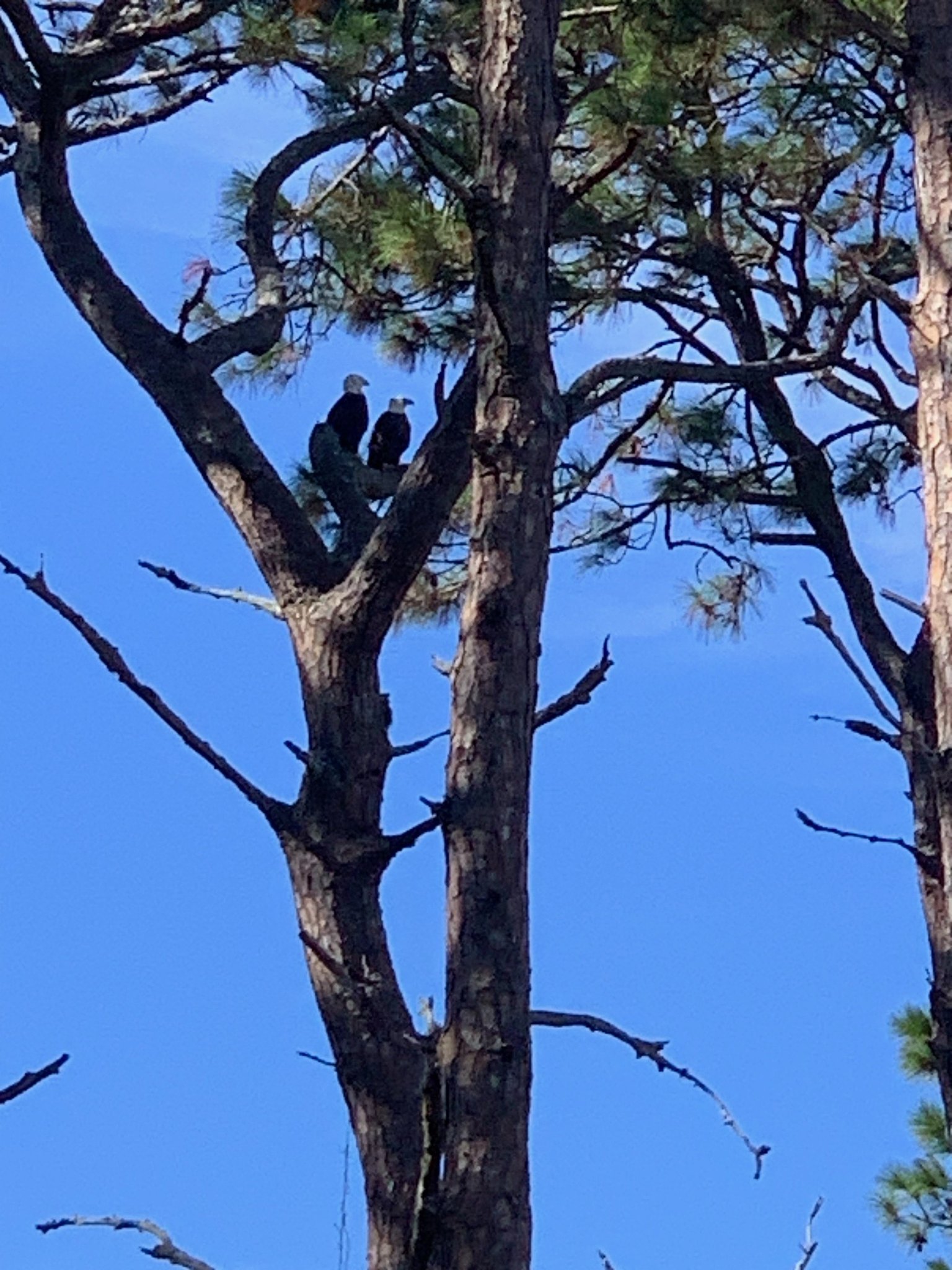 Jekyll Island Vacation Rental