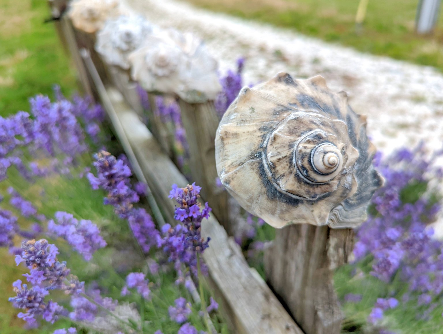 Chincoteague Island Vacation Rental