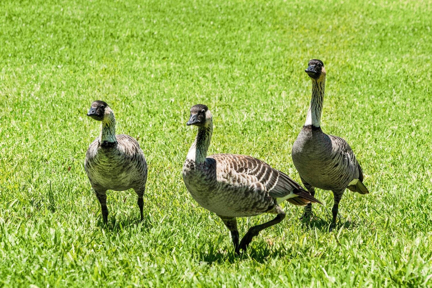 Waikoloa, Vacation Rental
