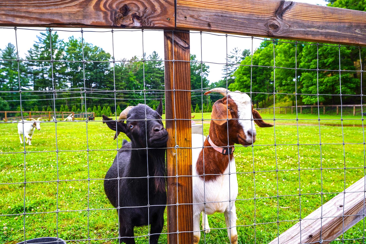 Pisgah Forest Vacation Rental