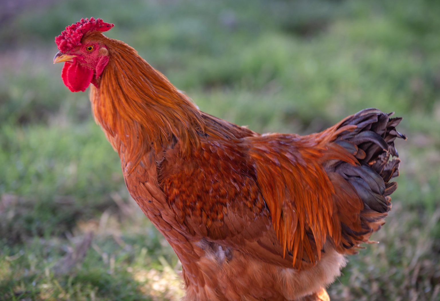 Templeton Vacation Rental