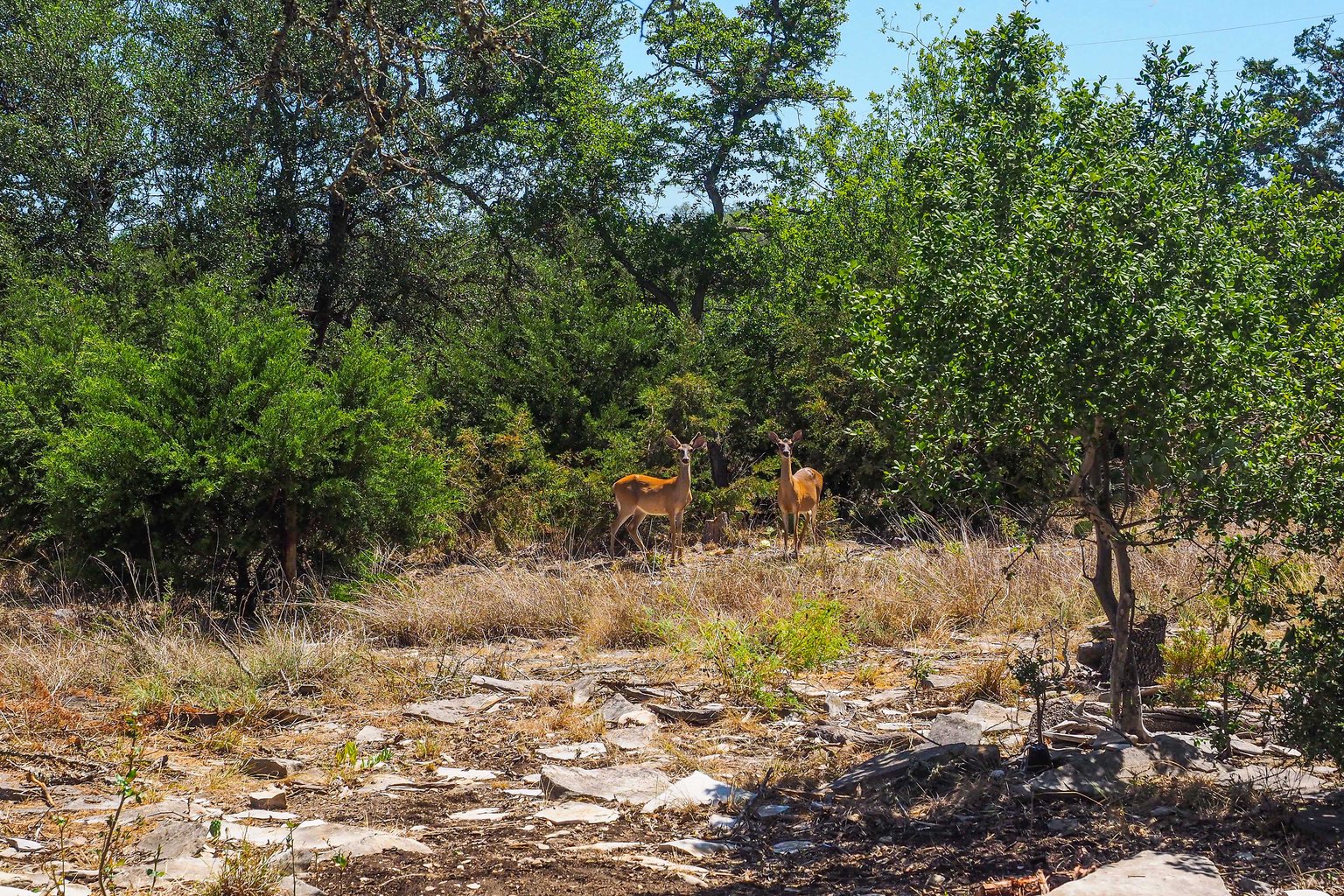 Kerrville Vacation Rental