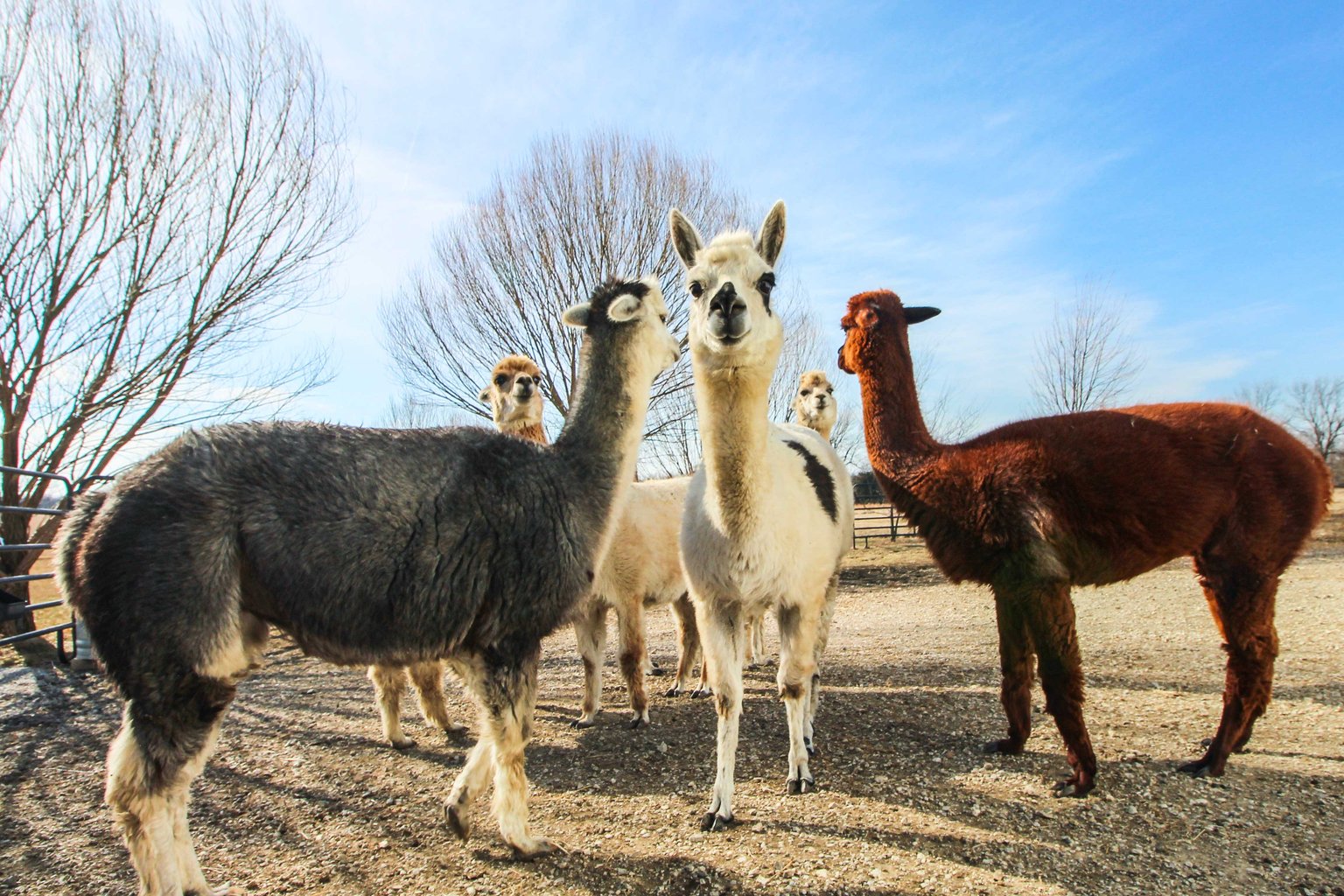 Paola Vacation Rental