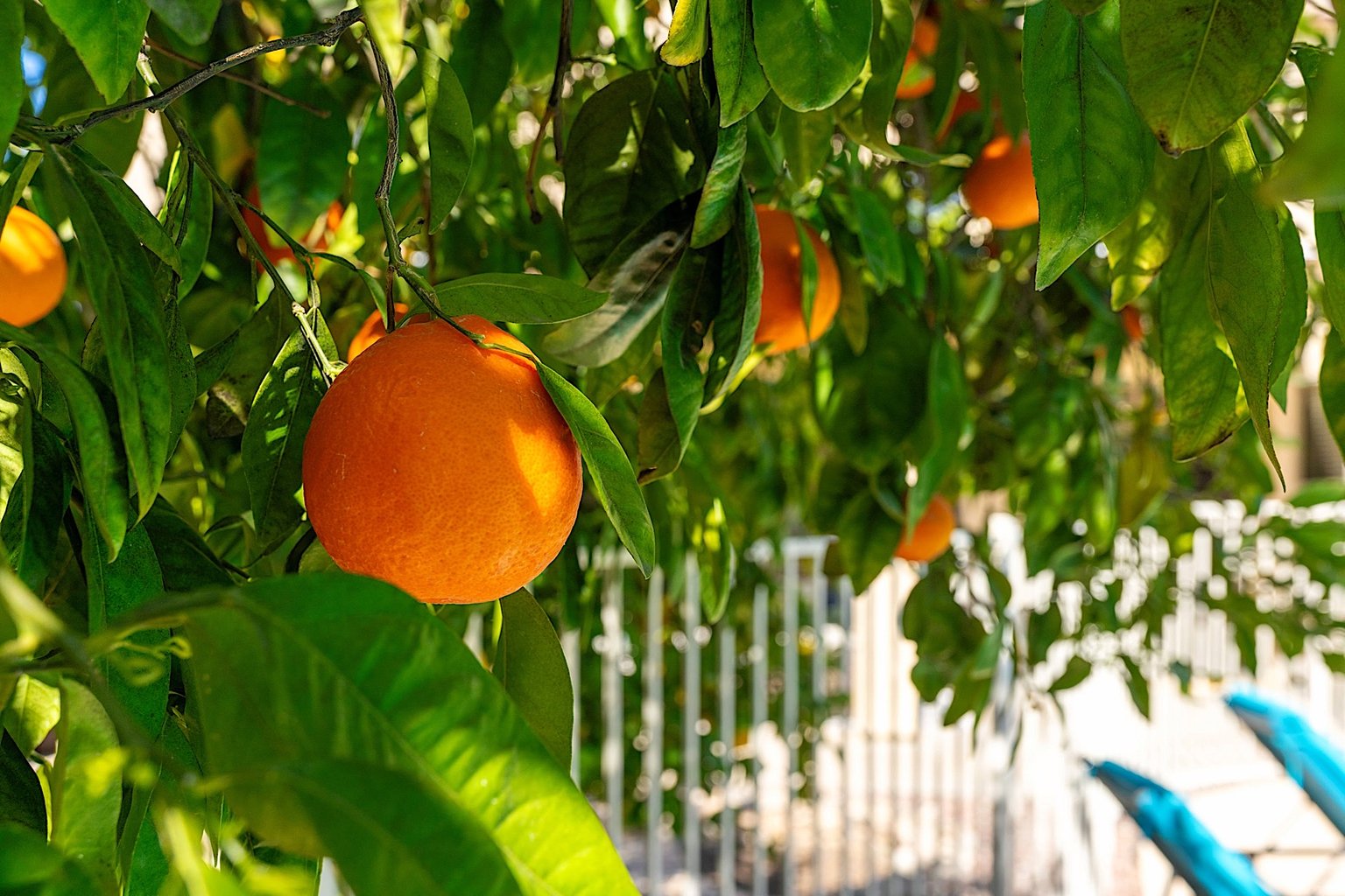 Phoenix Vacation Rental