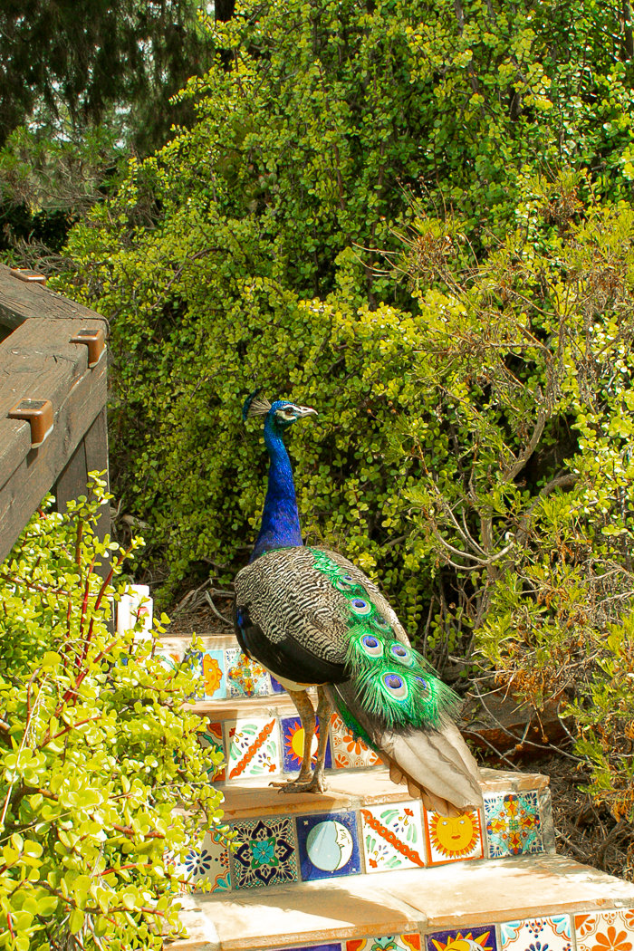 Fallbrook Vacation Rental