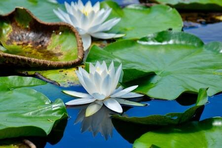 Wood County Vacation Rental