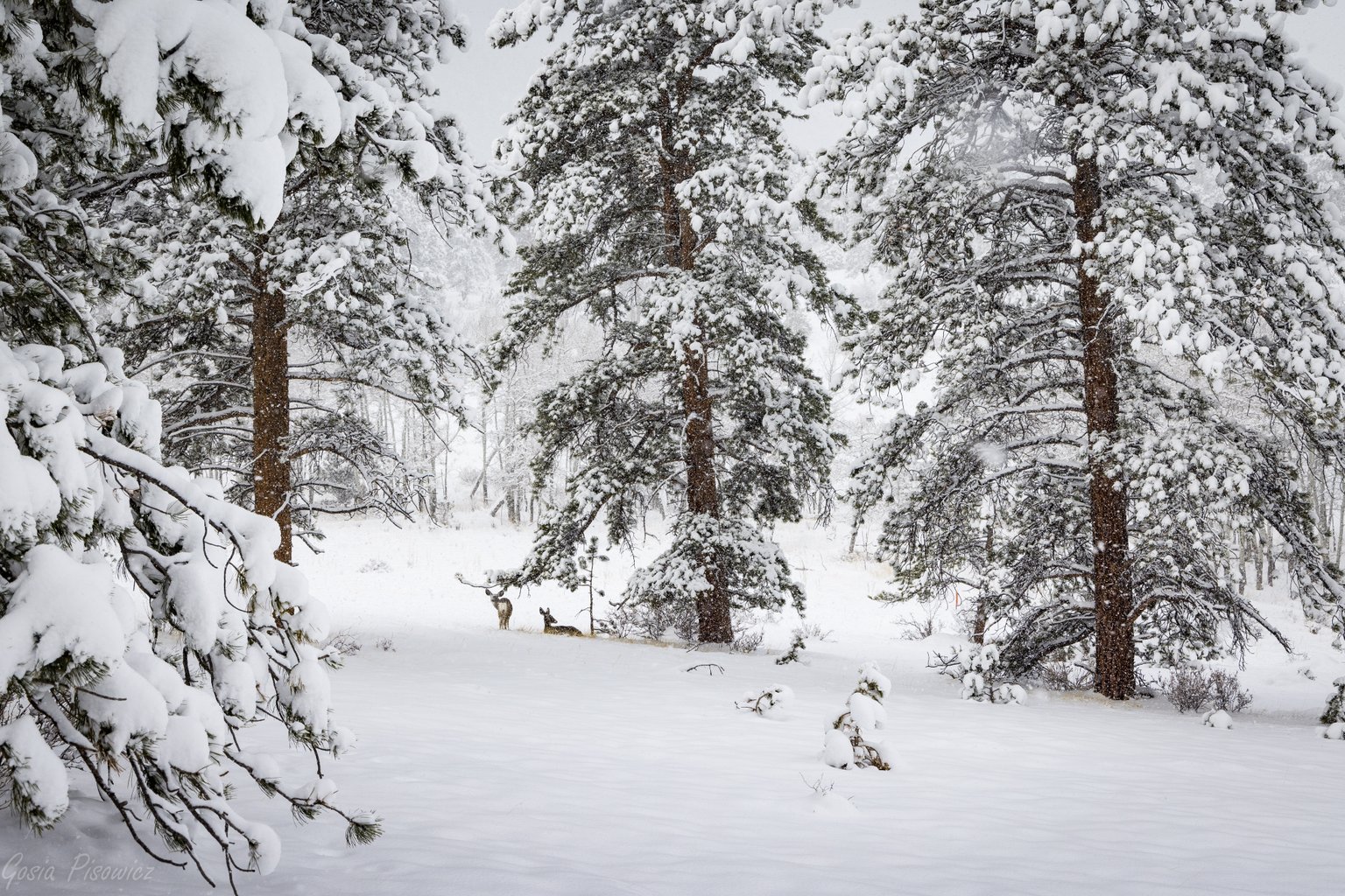 Estes Park Vacation Rental