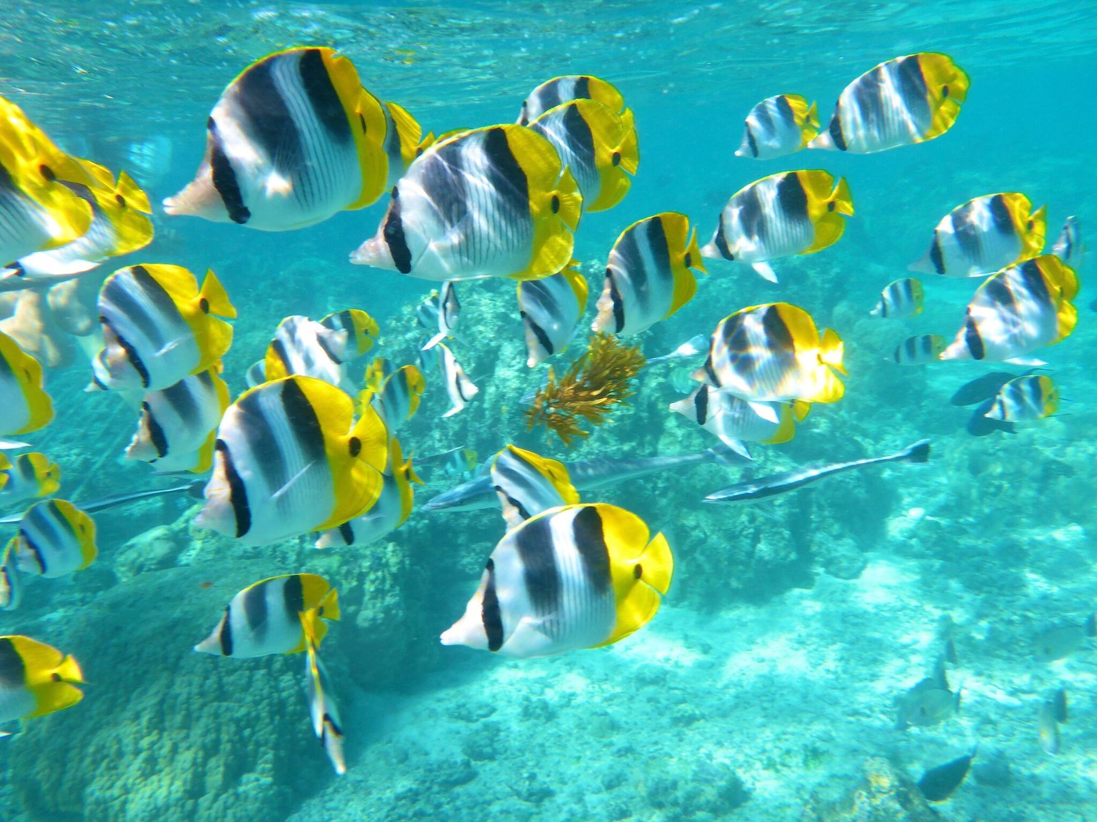 Kapaa Vacation Rental