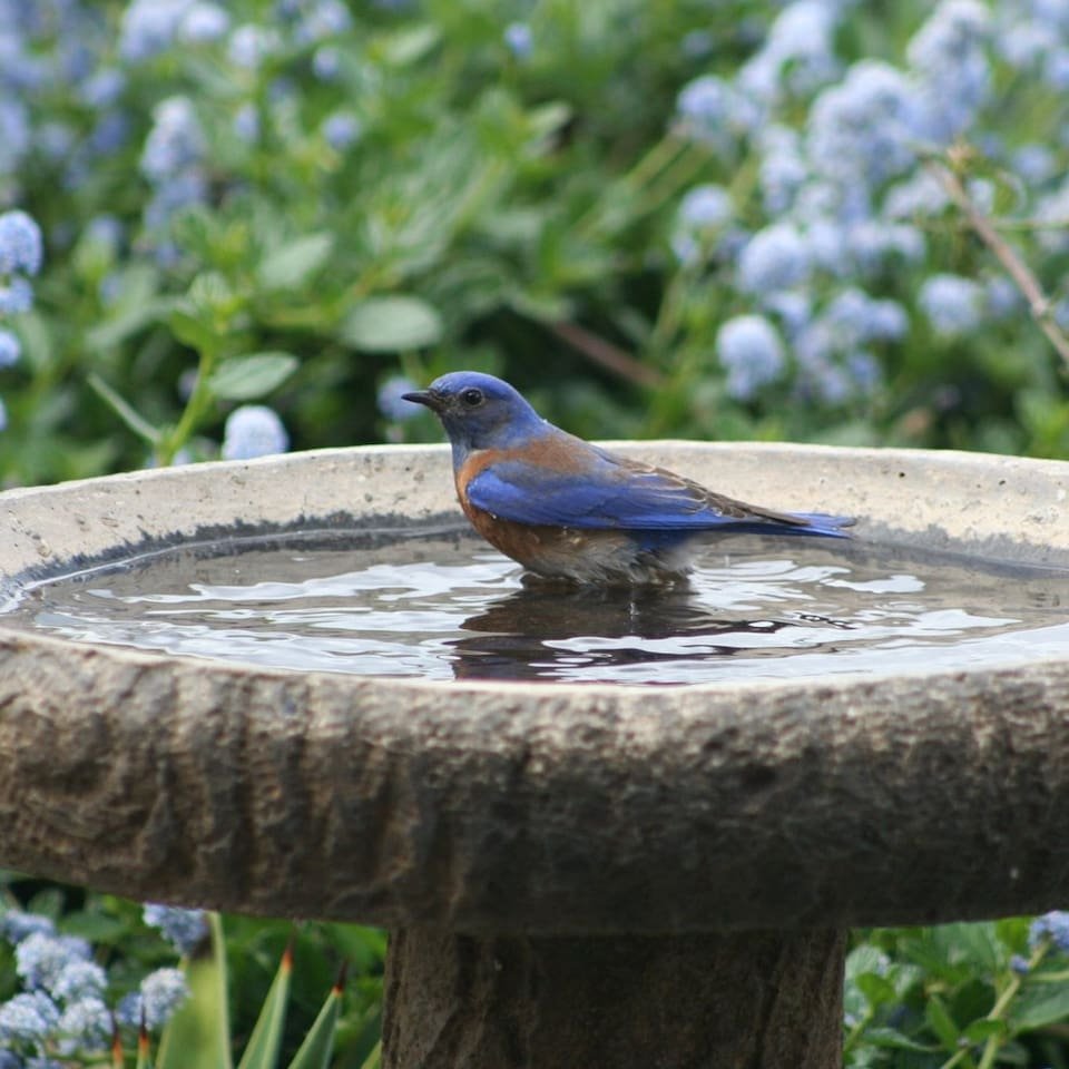 Ramona Vacation Rental