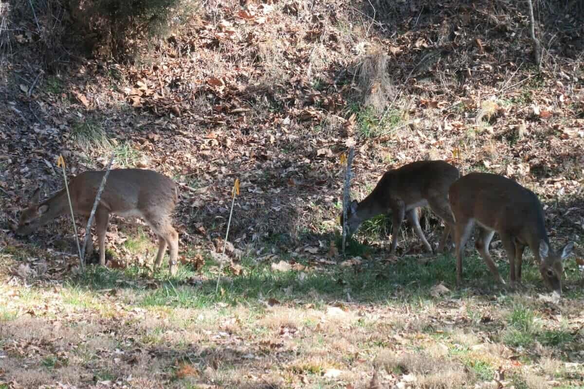 Bryson City Vacation Rental