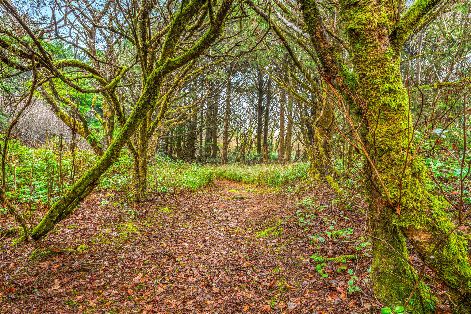 Moclips Vacation Rental