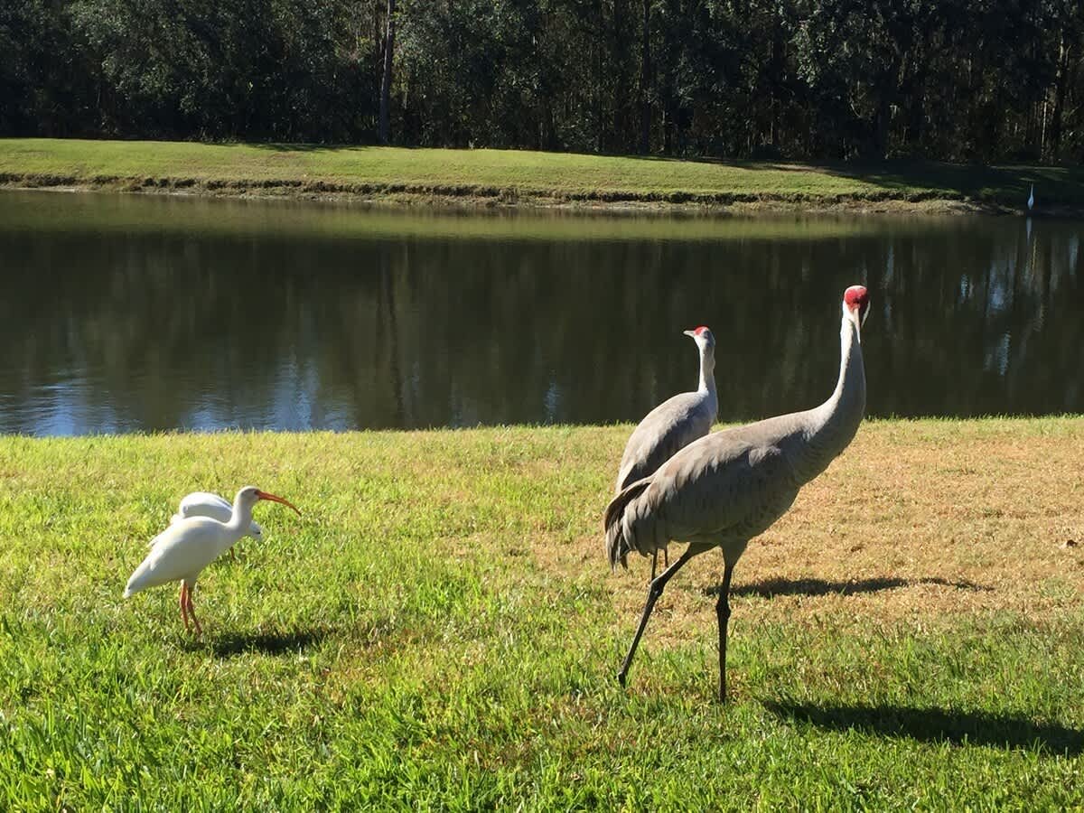 Kissimmee Vacation Rental