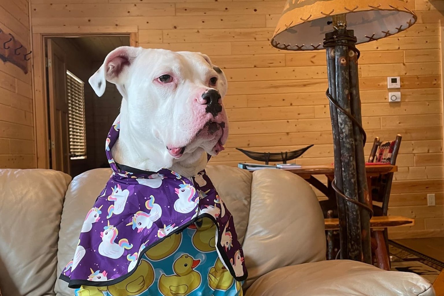 Cornucopia Vacation Rental