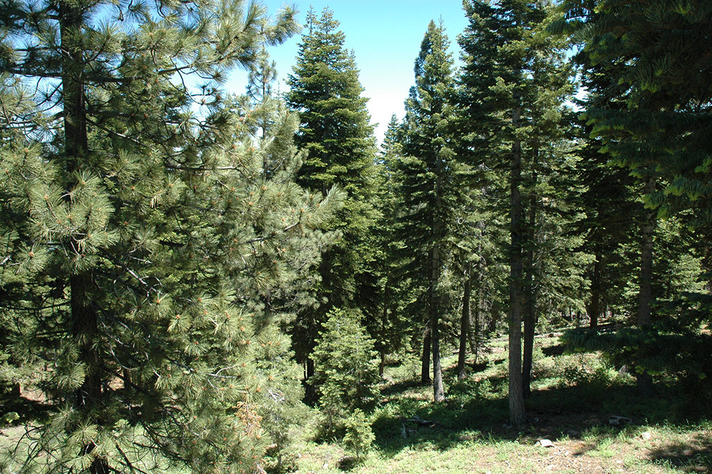 Tahoe City Vacation Rental