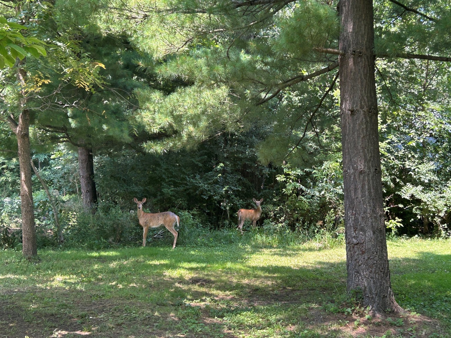 Yorkville Vacation Rental