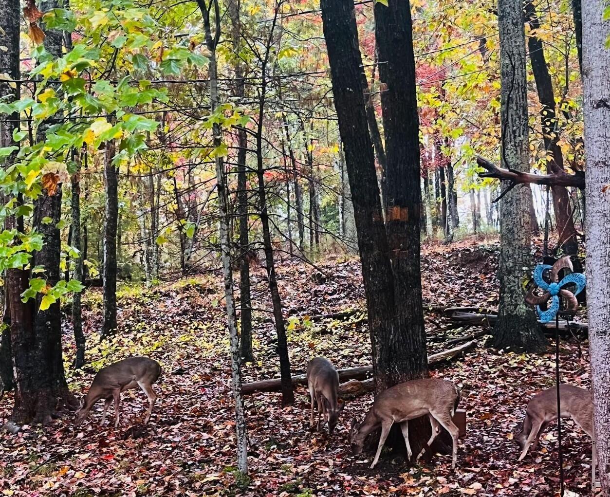 Cherry Log Vacation Rental
