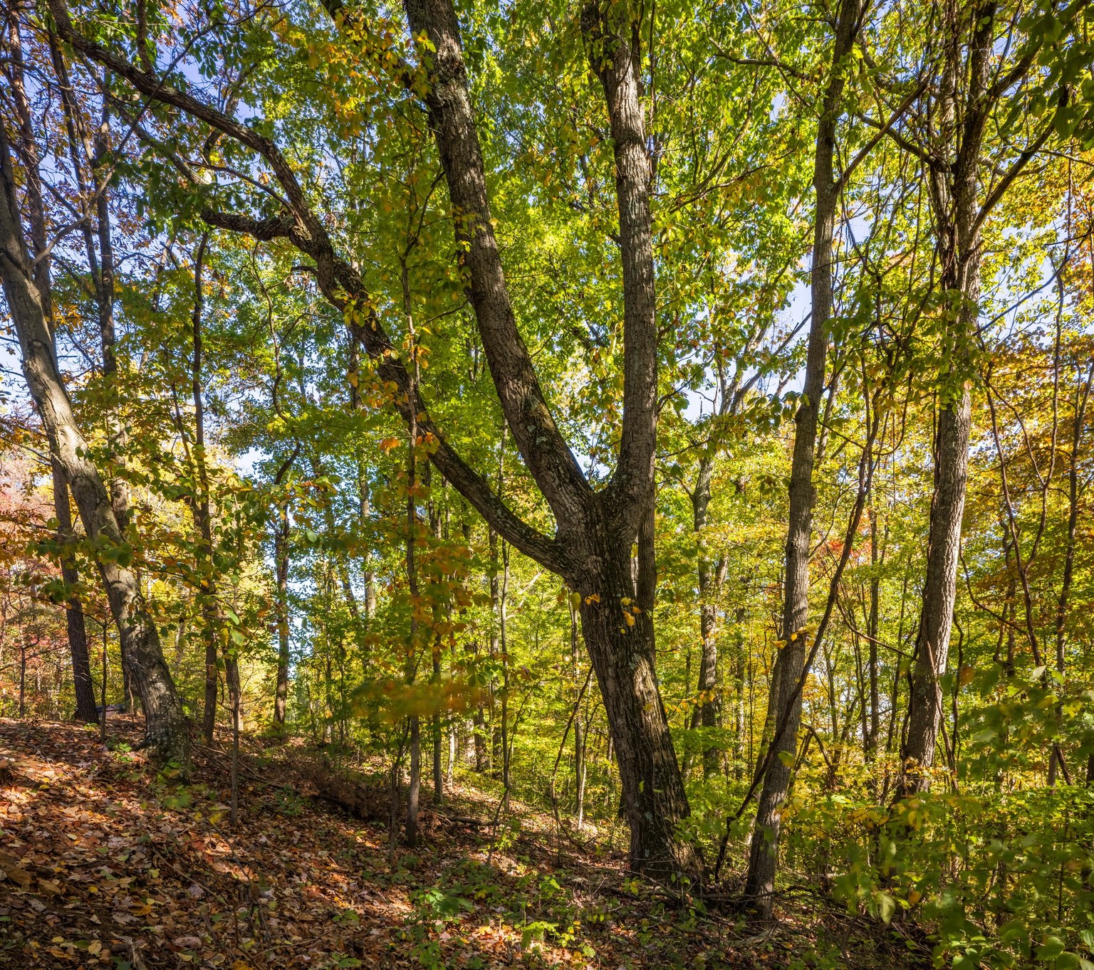 Rockbridge Vacation Rental