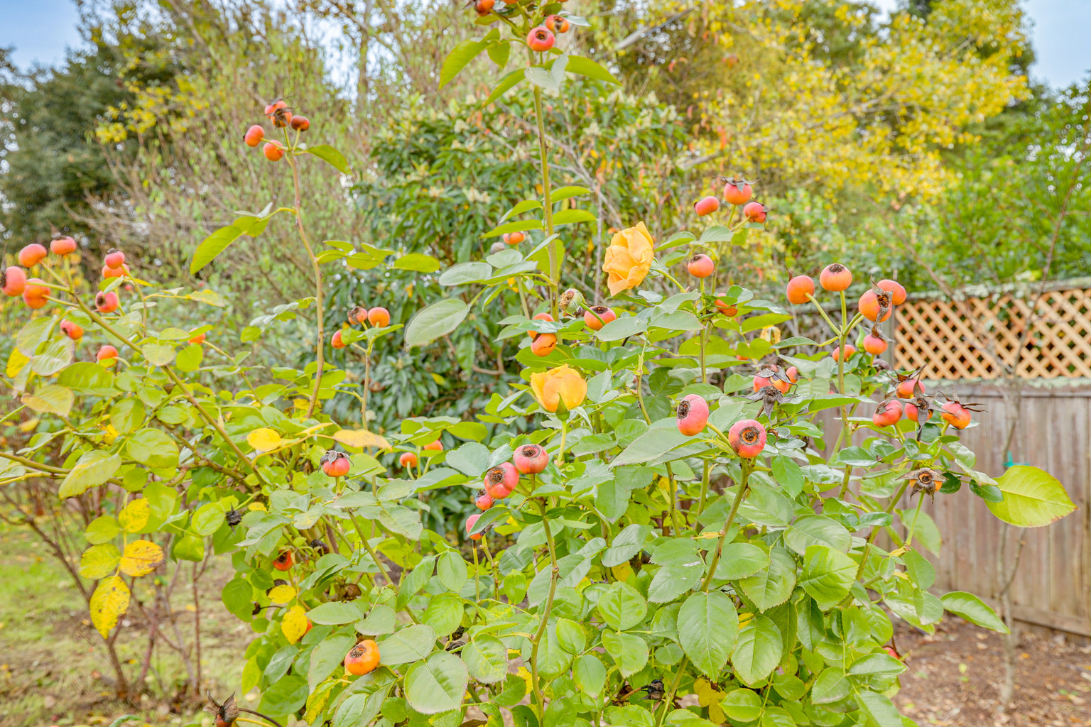 Sonoma Vacation Rental