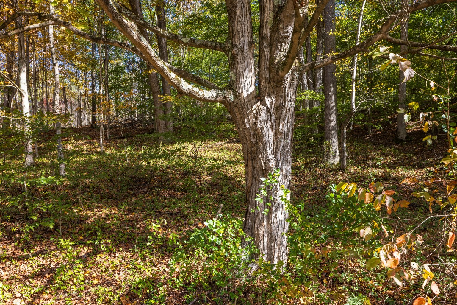 Laurelville Vacation Rental