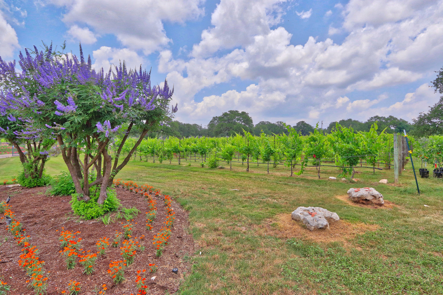 Driftwood Vacation Rental